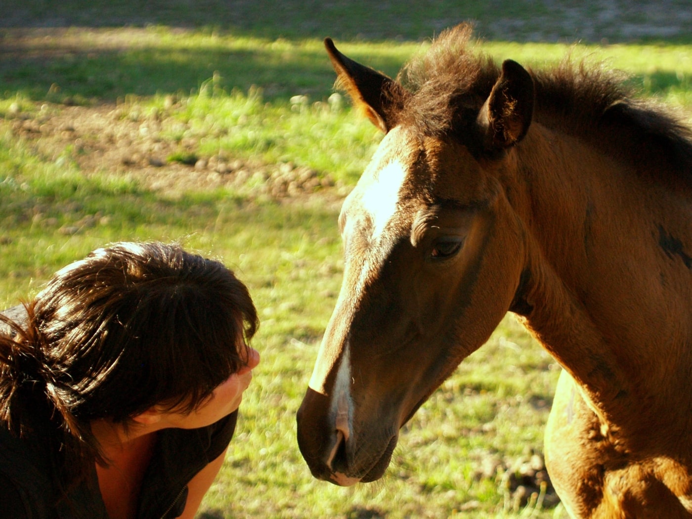 hest - peterslyst.dk