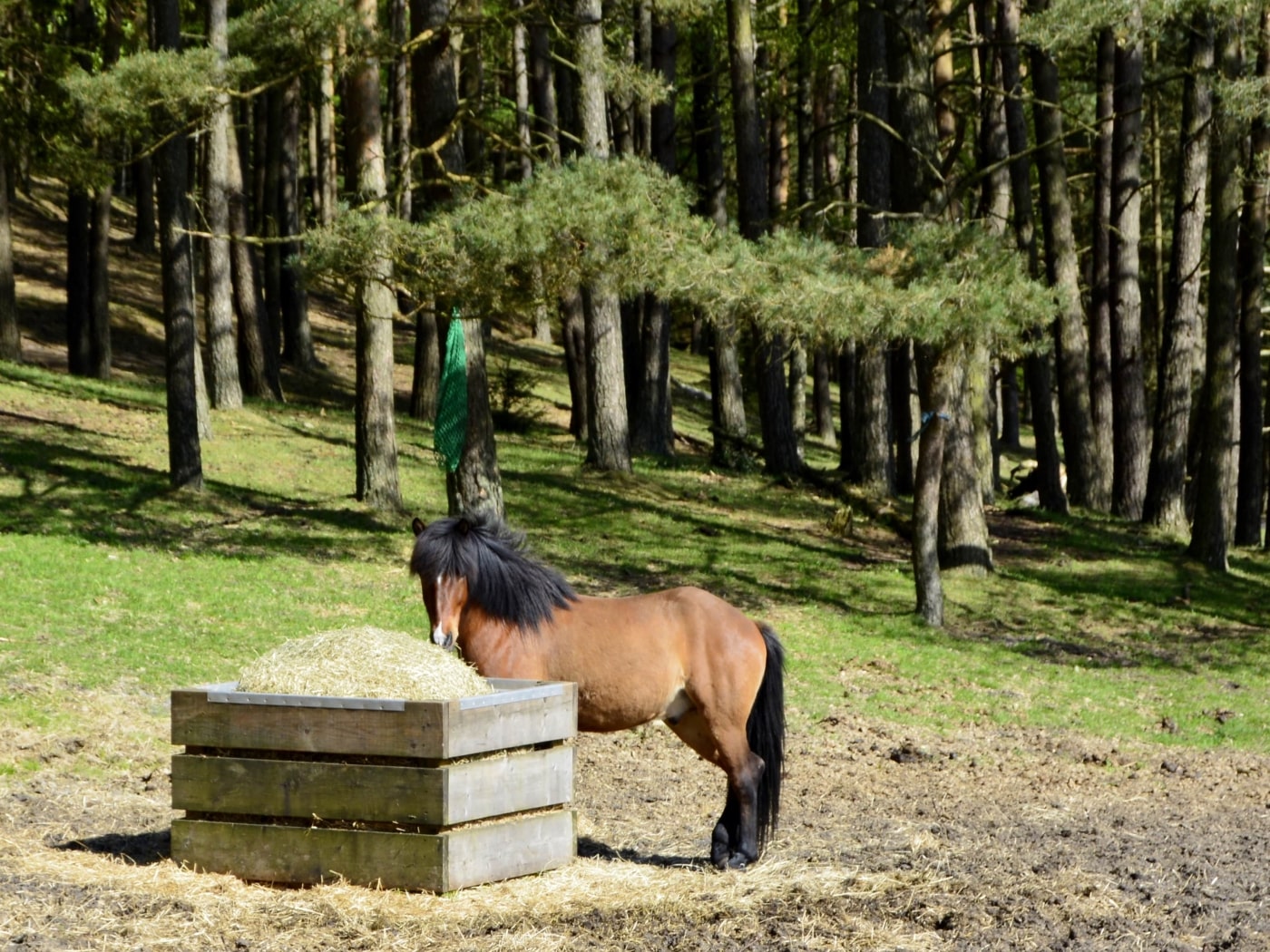 Hest - Peterslyst Ridecenter